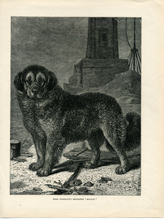 ENGLISH TERRIER Dogs ANTIQUE Chromolithograph Dog Print 1881 Vero Shaw Cassells and Company Christmas Thanksgiving illustration plate gift