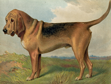 Bloodhound