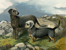 Bedlington Terrier, Dandie Didmont Terrier