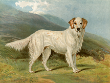 English Setter