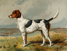 Foxhound