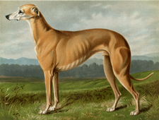 Greyhound