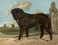 Mastiff