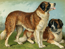 Rough-coated St. Bernard