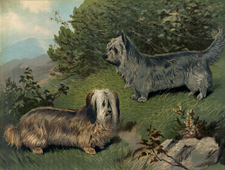 Skye Terrier