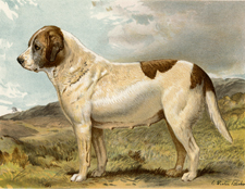 St. Bernard