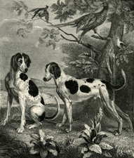 Foxhound and Pointer cross