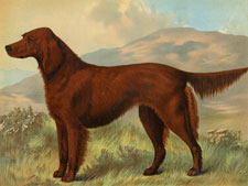 Irish Setter