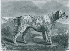 Mr. J. H. Shorthose's English Setter Bitch 