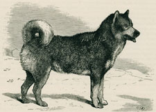 Esquimaux Dog