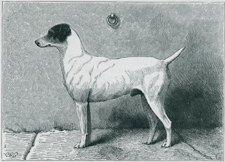 Mr. Theodore Bassett's Fox-Terrier 