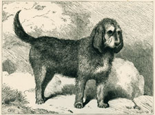 Mr. Carrick's Ottter-Hound, 