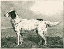 Mr. MacDona's Champion English Setter 