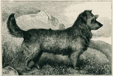 Mr. A. M. Shaw's Flora [Working Skye Terrier]