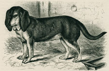 Swedish Beagle 