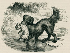Water dog carrying puppy across stream