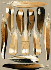 Almond Feathers