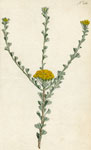 Fan-leaved Tansy