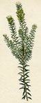 Heath-leaved Phylica