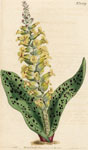 Spotted-leaved Orchid-like Lachenalia