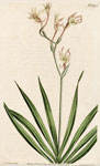 Greenish-flowered Tritonia