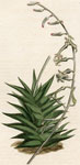Stiff-leaved Aloe