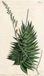 Stiff-leaved Aloe