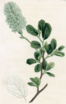 Blunt-leaved Fothergilla