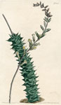 Small-leaved Aloe