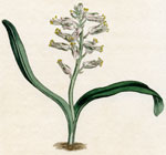 plain-leaved lachenalia