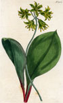 Northern Smilacina