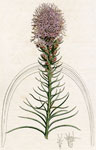 Spiked Liatris
