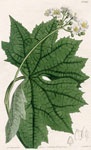 Cyme-flowered Diphylleia