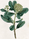 Green-flowered Pittosporum