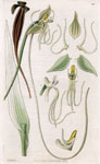 Long-tailed Habenaria
