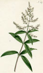 Three-leaved Verbena