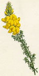 Leafy Cytisus