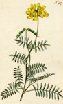 Shrubby Horseshoe Vetch