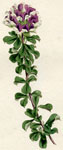 Dwarf Antholyza