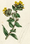 Yellow Gromwell