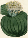 Prickly-leaved Massonia