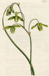 Lesser Albuca