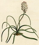 Narrow-leaved Lachenalia