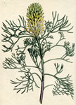 Fennel-leaved Protea