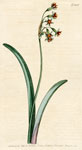 Narcissus-leaved Tulbagia
