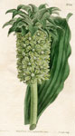 Undulated-leaved Eucomis