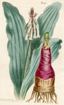 Undulated-leaved Eucomis