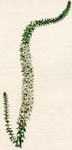 Sweet-scented Epacris