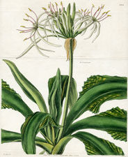 Plaited-leaved Crinum