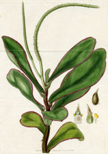 Clusia-leaved Peperomia